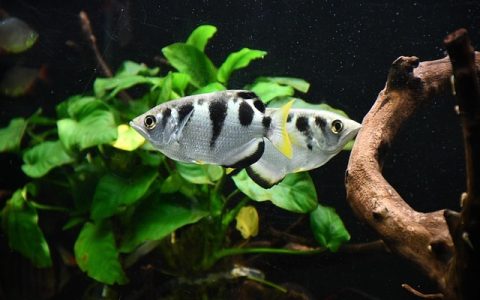 全网最全：观赏鱼趴缸深度解析与科学干预方案