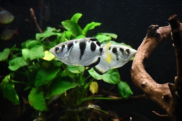 全网最全：观赏鱼趴缸深度解析与科学干预方案 1