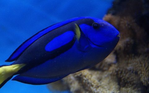 智慧水产大数据：水产养殖效率提升的关键秘诀