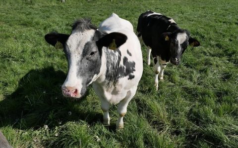 动物丰容设施全网最全深度解析：引发行为革新与健康跃迁的科学利器