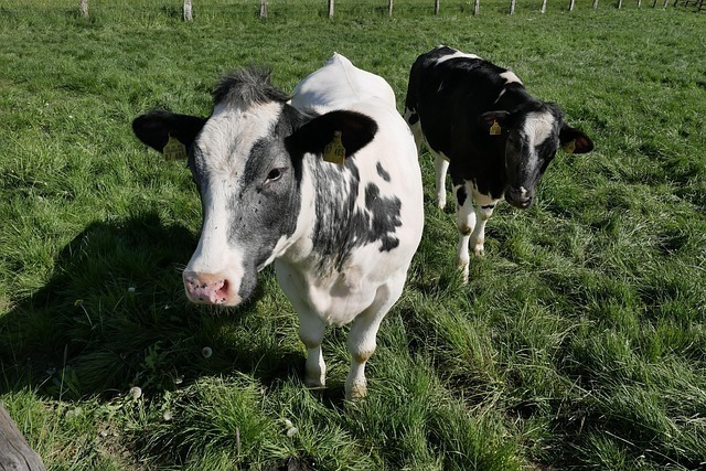 动物丰容设施全网最全深度解析：引发行为革新与健康跃迁的科学利器 1