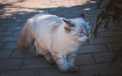 全网最全宠物行业白皮书解析：数据、趋势、科技驱动深度指南