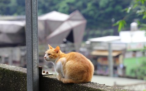 AI养宠：全网最全深度解析与科学养护升级全方案