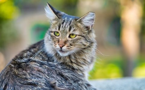 宠物营养师证书怎么考？全网最全流程与实操指南