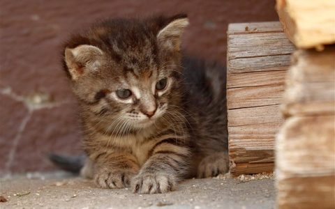 宠物SaaS管理系统全网最全深度解析：智能养宠，如何一步到位？