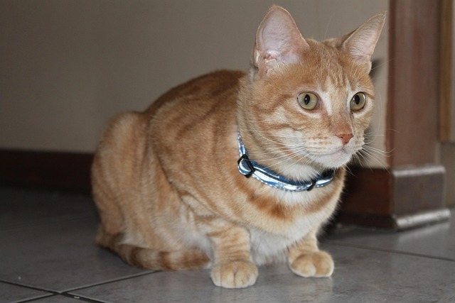 全网最深度解析：野生动物红外相机监测的科学原理与实战指南 3