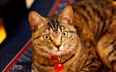 全网最全：免费宠物医生在线咨询深度解析与实操指南