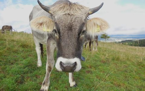 精准农业技术深度解析：从生理机制到AI驱动的全方位指南