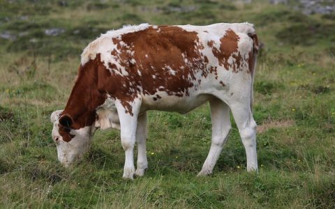 AI在农业中的应用全网最全深度解析：未来农田的智能升级之路