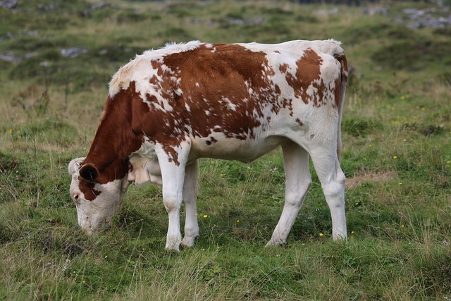 AI在农业中的应用全网最全深度解析:未来农田的智能升级之路 2 AI在农业中的应用全网最全深度解析:未来农田的智能升级之路 1
