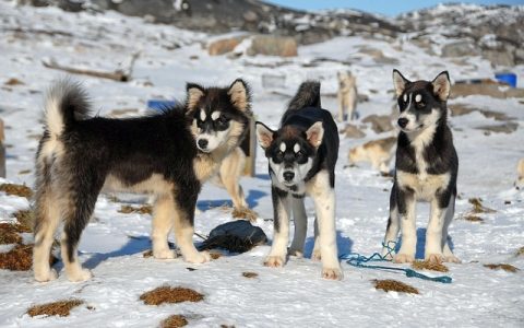 狗语翻译器真的有用吗？2026年全网最深度医学与AI剖析