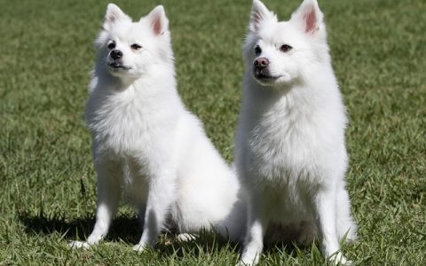 全网最全“扫一扫识别动物”深度解析：科技如何颠覆宠物健康管理