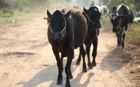 动物声音翻译器深度解析指南：权威原理+实操流程+全网误区矫正
