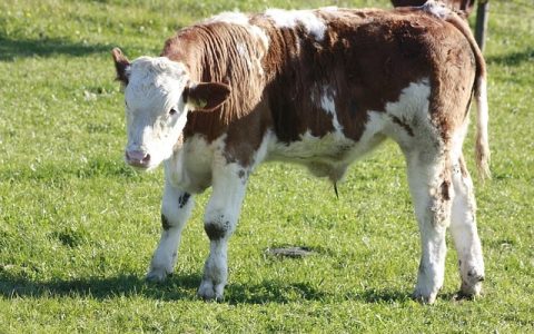 昆虫识别软件推荐：2026全网最全AI智能工具深度解析