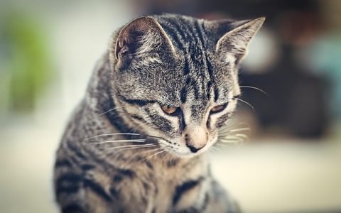 宠物基因检测有用吗？——全网最权威深度解析+实操指南