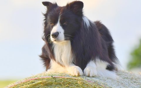 宠物医生在线解答：全网最全深度解析，开启智能养宠新时代