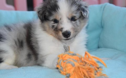 实验动物管理系统全网最全深度解析：科技赋能下的科学养护新范式