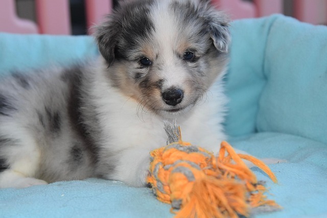 实验动物管理系统全网最全深度解析：科技赋能下的科学养护新范式 1