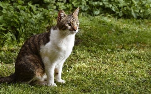 智慧渔业物联网：全网最全面深度解析与实操指南