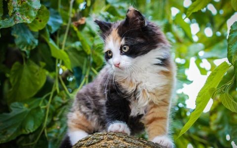 2026最新猫咪品种识别软件深度解析：科学养宠必备指南