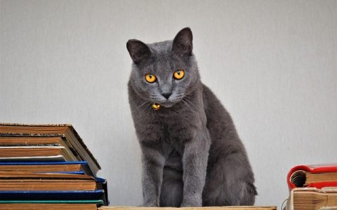 自动猫砂盆哪个牌子好？2026深度解析与选购科学指南