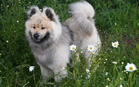 动物识别技术全景解析：宠物健康管理的下一代引擎