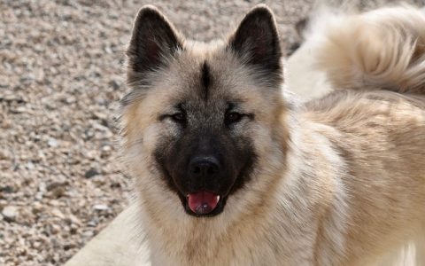 全网最全智能养宠指南：科学养宠新时代的深度解析