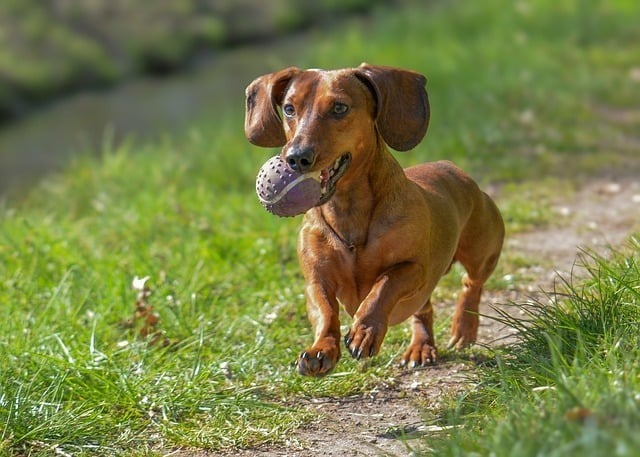 智能宠物喂食器推荐：2026最强功能深度解析与科学选型指南 1