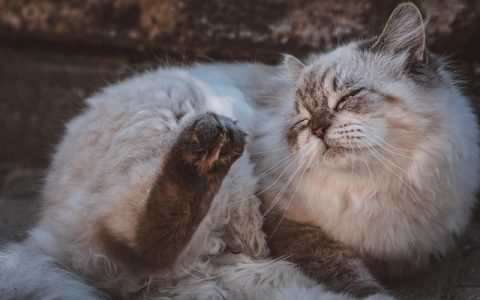 智慧养殖技术：全网最全深度解析与实操指南