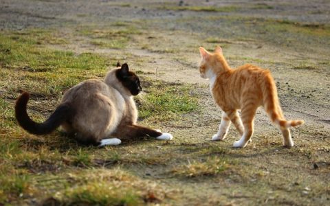 狗狗症状查询全网最全科学指南：用AI彻底搞懂你的爱犬健康变化