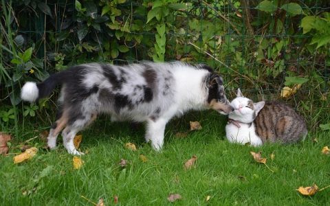 宠智灵APP下载全网最全指南：如何用科技让养宠更聪明