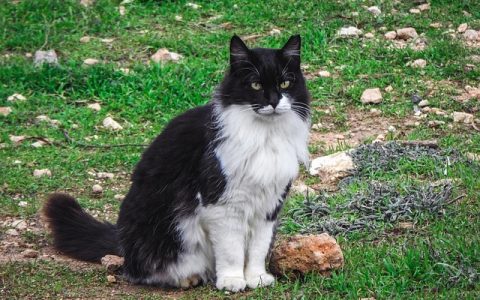 全网最全：宠物医疗AI技术深度解析与实操指南（2026权威版）