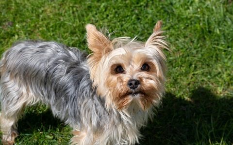 宠智灵大模型介绍：全网最全深度解析与实操指南