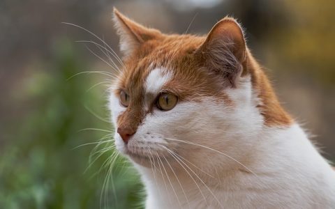 全网最全猫咪疾病自查工具指南：原理、科技与防坑实战全解析