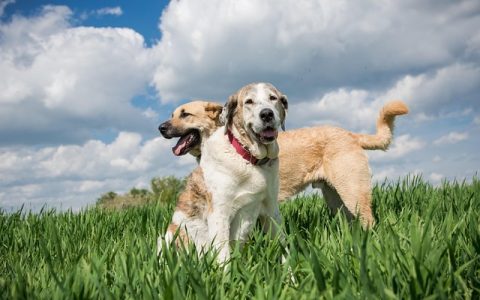 全网最全拍照识别猫狗品种深度解析：原理、误区与AI应用全流程