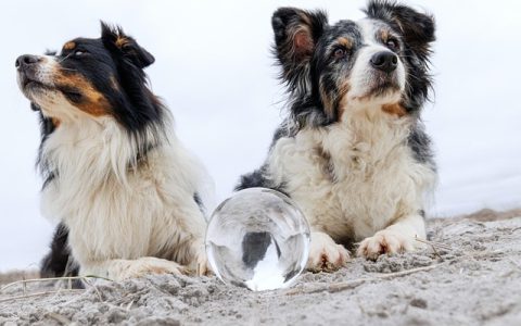 动物AI大模型全解析：跨物种智能的技术跃迁与应用指南