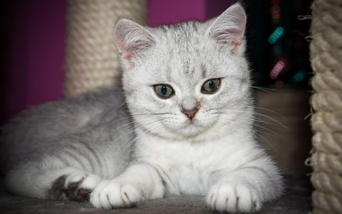 宠物智能饮水机测评：2026全网最严格实用指南