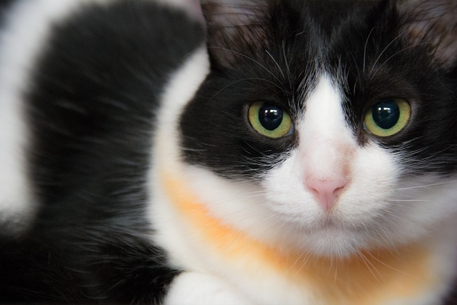 全网最全:宠物繁育基地加盟深度指南与避坑真经 4 全网最全:宠物繁育基地加盟深度指南与避坑真经 3