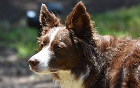 数字化养殖全网最全深度解析：科技赋能下的养殖业革命指南