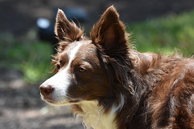 数字化养殖全网最全深度解析：科技赋能下的养殖业革命指南 1