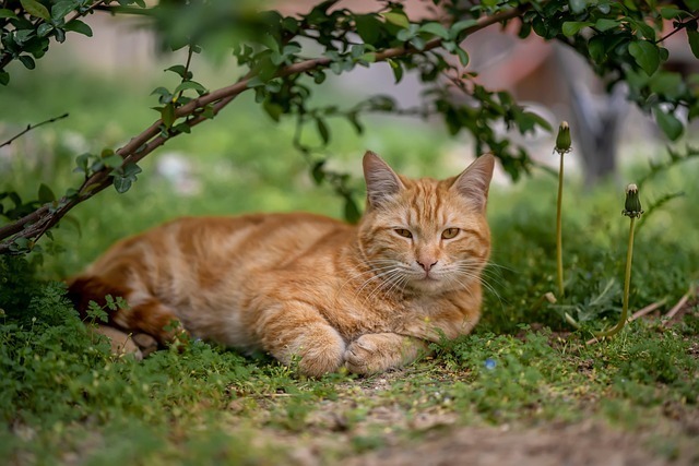 宠物赛道投资前景:2026全景深度分析与行动指南 2 宠物赛道投资前景:2026全景深度分析与行动指南 1