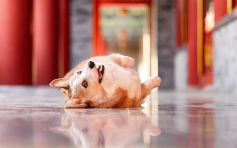 兽医大模型全网最强解析：AI如何颠覆宠物诊疗的未来