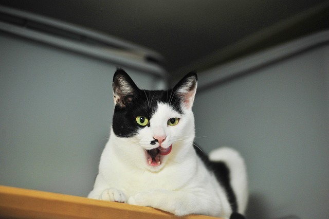 宠物赛道投资前景:2026全景深度分析与行动指南 4 宠物赛道投资前景:2026全景深度分析与行动指南 3