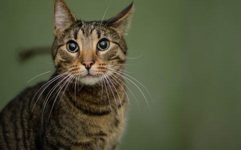 AI宠物医生全流程深度解析：智能护理，科学养宠的未来路径