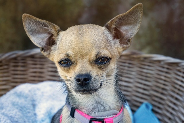 智慧农业解决方案全景深度解读：AI驱动的现代农业转型完全指南 1