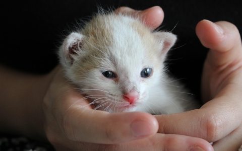 生物多样性保护意义：全网最全深度解析，科学与科技赋能的未来指南