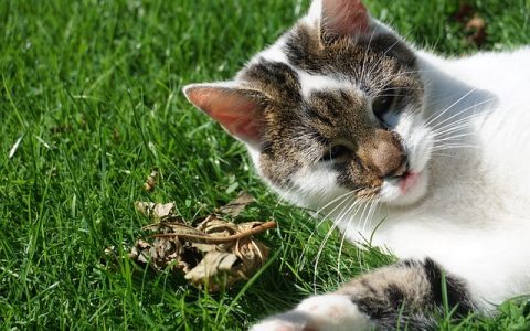 宠物保险哪家好？2026年中国市场真实对比与深度指南