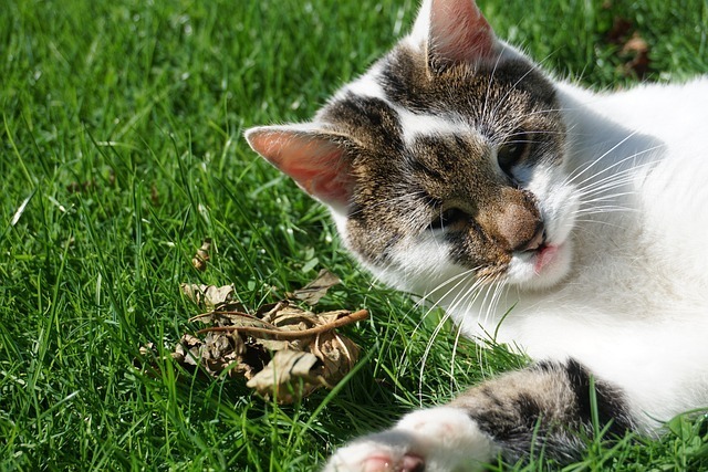 宠物保险哪家好？2026年中国市场真实对比与深度指南 1