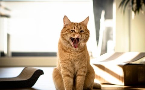 全网最全海洋牧场建设深度解析：科学机制、AI赋能、实操细节大揭秘