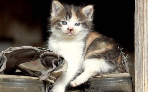 全网最全猫咪下巴肿了深度解析：生理揭秘、科技赋能与保姆级处理方案
